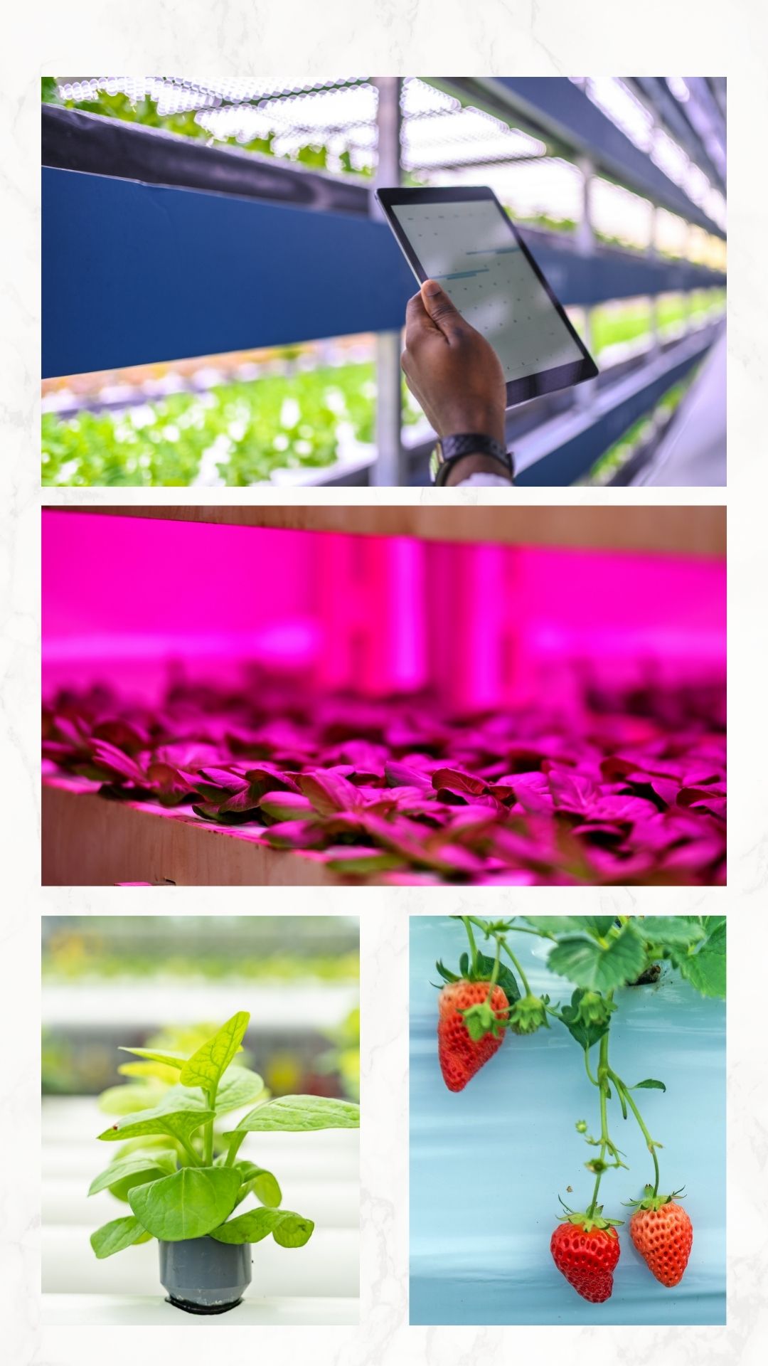 Project Profile Urban Farming Hub The Blue Tribe Company